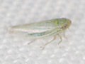 Rhopalopyx elongata